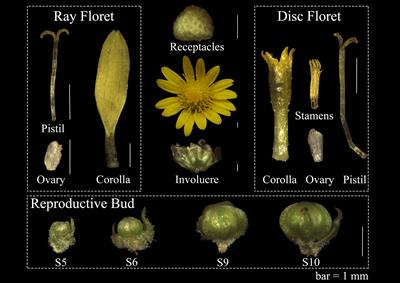 Genome-wide identification of the MIKCc-type MADS-box gene family in Chrysanthemum lavandulifolium reveals their roles in the capitulum development